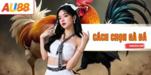 Cách Chọn Gà Đá